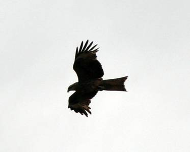 Ein Greifvogel wartet darauf, dass ihm ein Stück Fleisch zugeworfen wird