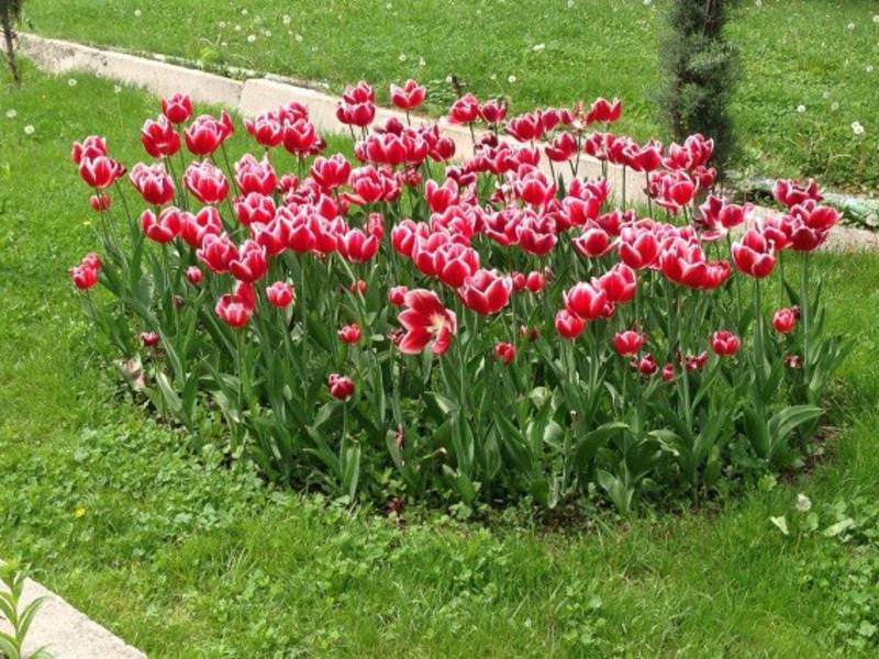 Frühling in Tadschikistan