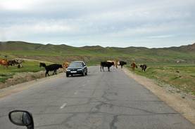 Kühe haben in der Mongolei Vorfahrt